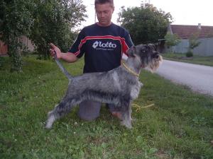 Standardschnauzerpuppys